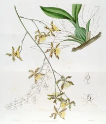 Oncidium altissimum (Jacq.) Sw (Diese Zeichnung ist NICHT Oncidium baueri, siehe Disambiguierungsseite Oncidium altissimum)